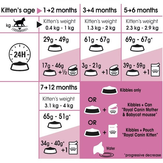 مادر اند بیبی گربه