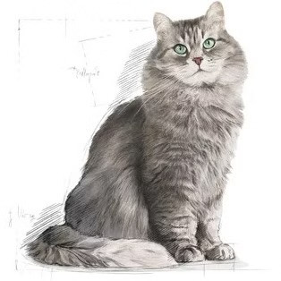 سنسیبل رویال کنین دو کیلویی